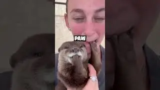 This OTTER made HER eat his PAW! Cute Otter