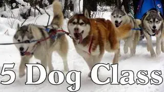 Clear Lake Sled Dog Races 5 Dog Class 2012  -  Siberian Husky Mush M.U.S.H. Dog Sledding