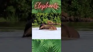 Elephant #Shorts