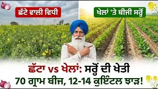 ਖੇਲਾਂ 'ਤੇ ਬੀਜੀ ਸਰ੍ਹੋਂ ਦਾ ਕਮਾਲ! 12 ਤੋਂ 14 ਕੁਇੰਟਲ ਝਾੜ ਦਾ ਰਾਜ਼? (Sarson Farming Update)