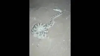 Cerastes cerastes - Saharan horned viper, killed :: Benidrar-Oujda!!