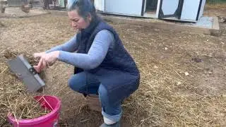 Nigerian Dwarf Goats:Poop Scooping Boogie