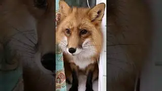 Red fox Yeseniya #redfox #domesticfox #animals #animalsfarm #babyfox