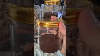 World's Largest Ant: Giant Forest Ant Queen. #GiantAnt #QueenAnt #Dinomyrmex #TropicalAnts #Anthive