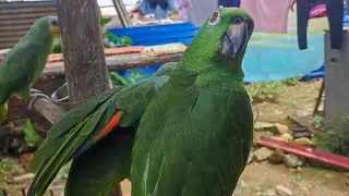 loros que hablan 😱