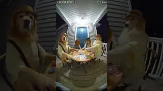 Dogs playing poker 👀 #dog #funny