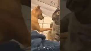 Whisker Whims | Playful Cats at Their Best 🐾😂