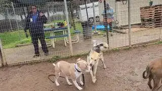 cherish, sky, friends, available to adopt, Bradshaw animal shelter, Sacramento CA