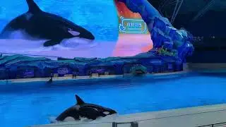 中国の珠海にある巨大水族館 の シャチショー ノーカット