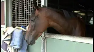 Ellerton Zahra Racing Stable Update - 10th February, 2012.mpg