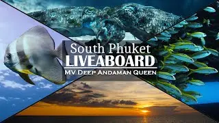 I went SCUBA DIVING on a LUXURY LIVEABOARD in Thailand!