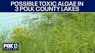 Blue-green algae warning for three Polk County lakes