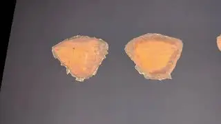 The Dead Sea scrolls at the Bible Museum in Washington DC ￼