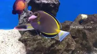 The Best Relaxing Aquarium, Beautiful Coral Reef Fish, Beautiful Coral Fish & Stunning Aquarium