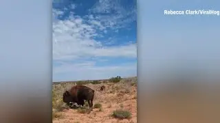 Texas woman gored by bison in Caprock Canyons State Park