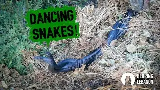 Dancing Snakes! #herpinglebanon