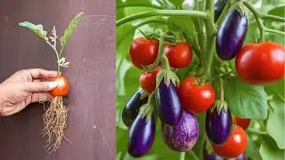 Grow tomatoes in eggplant tree 🍆 🍅