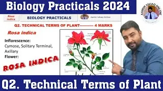 Biology Practicals | Technical Terms of Rosa indica