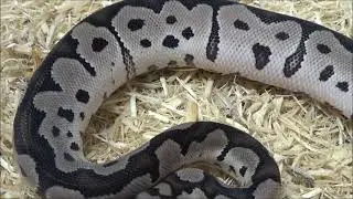 1 2020 Male VPI Axanthic Clown Ball Python