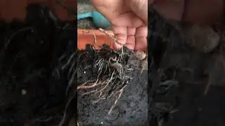 Gooseberry bush sudden death ?! Ringbarked by moss