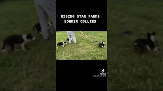 Stock dog puppy training @rsfarmsok