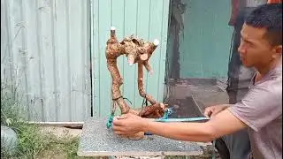 M162 gl c&acirc;y lưỡi nai 200k LH 0707713796 Khương bonsai 
