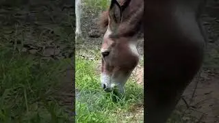 Donkeytime :) #homestead #donkey