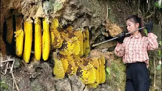 Brave Vietnamese Beekeeper Reveals Secret Wild Honey Harvesting Techniques