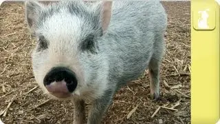 How to keep my pig healthy - My Pet Pig