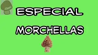 Morchellas, colmenillas. Una delicia que por negligencia se convierten en muerte. Setamania Aula.