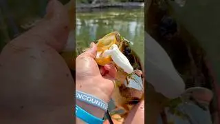 Top water explosion in the Chippewa Flowage #jesus #crosstrailoutfitters #foryou #kayakfishing￼
