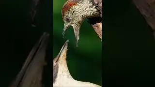 Woodpecker, Feeding, Fledgling, Tree Hole