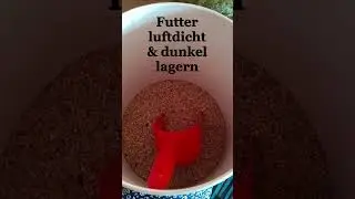 Das Geheimnis des perfekten Wellensittich-Futters 🦜