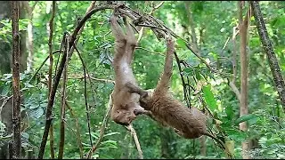 Look at so funny...! Strange activities of little baby monkey rarely seen