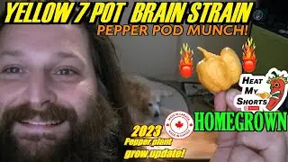 💥🤯👌Super hot, #Homegrown Yellow 7 Pot Brain Strain pepper! Great burn & decent flavor!💛