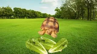 Tortoise asmr video #Tortoisetime #asmr