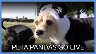 PETA Pandas Go Live!