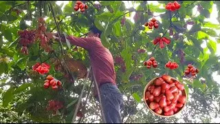 Harvest ripe red plums and taro peaches