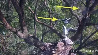 Currawong with other bird attack during prey delivery | Sea-EagleCAM | Nov 9, 2025