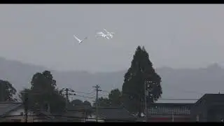 2026／1／18  田尻池  白鳥 2