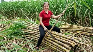 How To Harvesting 1000+Kg Sugarcane Goes To Market Sell,Grilled Sugarcane A &ldquo;Legendary&rdquo; Winter Treat