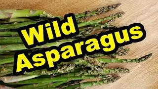 Wild Asparagus - Most Important Tip - Find the Old Stalks!