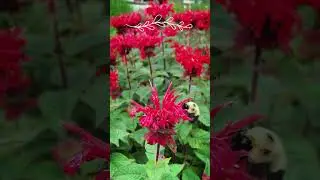Message from nature. Butterflies, bumblebees, wild bees and beautiful flowers