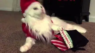 Mallow The Cat In: A Visit From Santa Paws