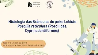 Histologia das br&acirc;nquias do peixe lebiste Poecilia reticulata (Poecilidae, Cyprinodontiformes)