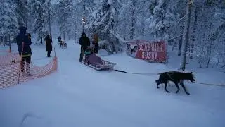 Bearhill Husky dog sleds at Santa Claus Village