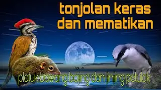 Masteran burung tonjolan keras 🔥 platuk bawang bajing dan jinjing petulak 