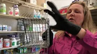 How To Get Rid of Rodents In The Attic