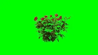 Rose Flower Video | Wild Rose Video