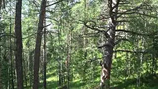 Первые хвойные деревья на Столбах пиявились лет 300 назад , все они ветвистые и стволы кручёные .